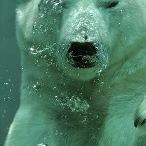 Meet your Posher, Kenneth